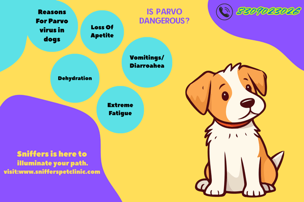Parvo Virus in dogs