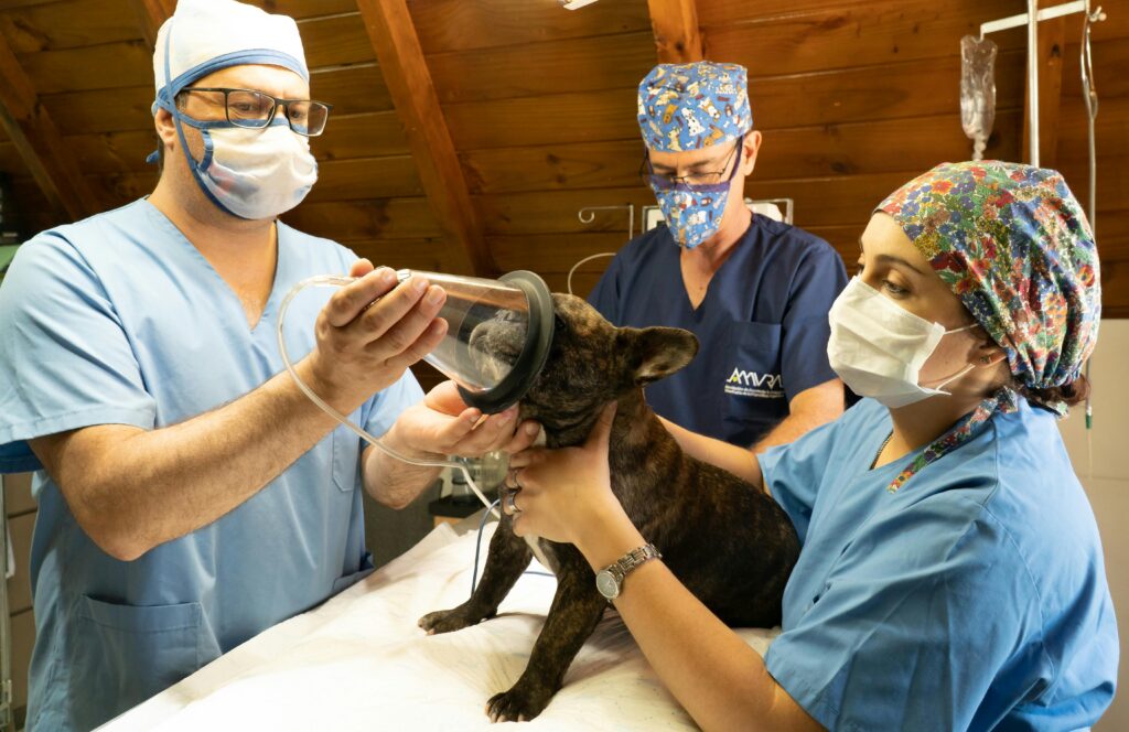 best vet surgeon in hyderabad