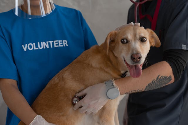 Dog vaccination near me